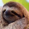 66a1c6 sloth2